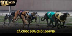 Cá Cược Đua Chó Là Gì? Cách Chơi Dễ Dành Chiến Thắng