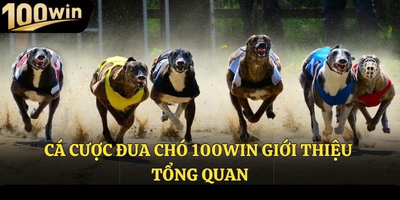 Cá cược đua chó giới thiệu tổng quan