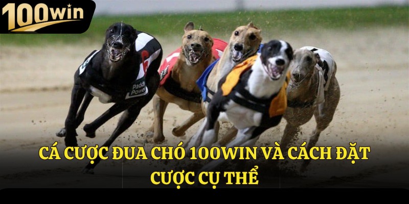 Cá cược đua chó 100Win và cách đặt cược cụ thể