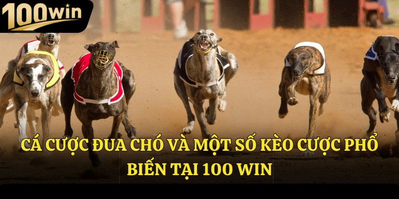 Cá cược đua chó và một số kèo cược phổ biến tại 100Win