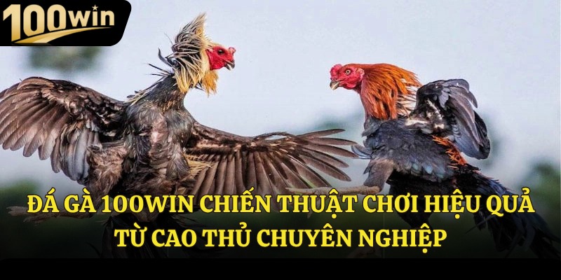 Đá gà 100win chiến thuật chơi hiệu quả từ cao thủ 