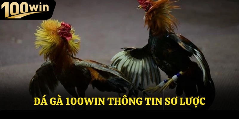 Đá gà 100win thông tin sơ lược