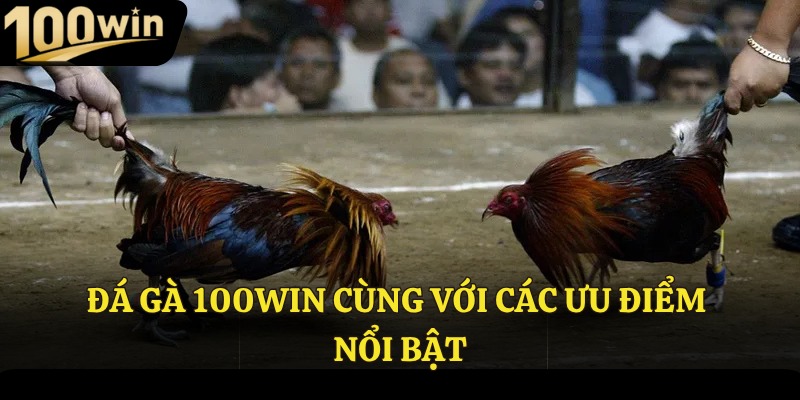 Đá gà 100Win cùng với các ưu điểm nổi bật